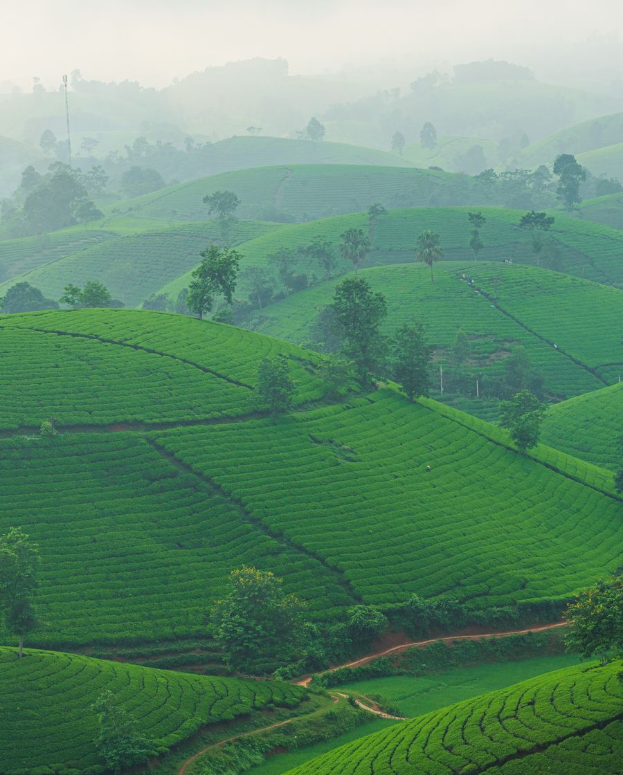 Ceylon tea and spice plantation in Sri Lanka